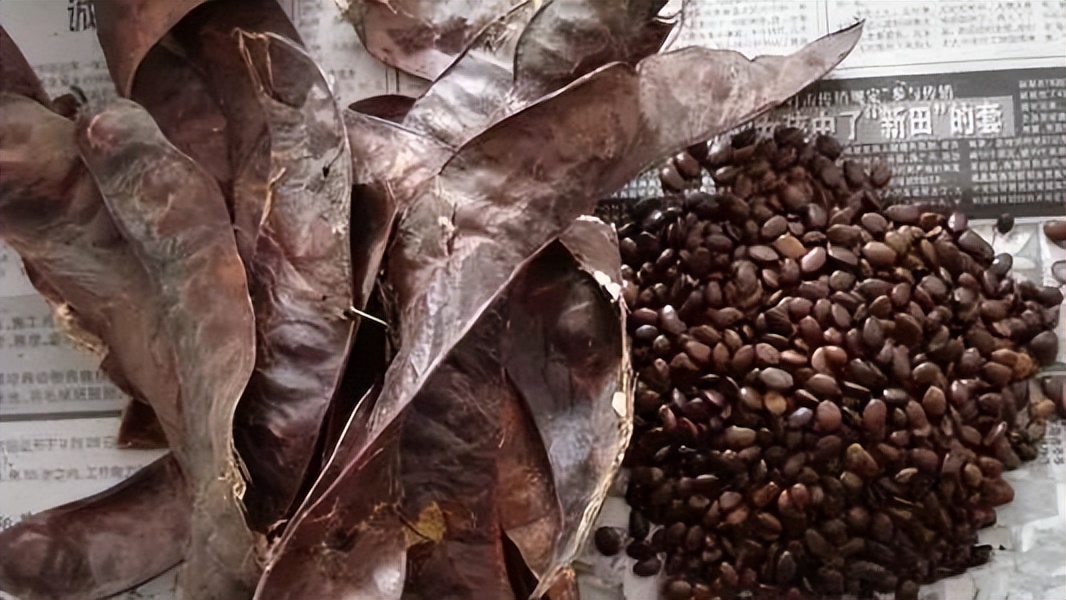 桃胶皂角米能养颜美容吗,吃桃胶雪燕皂角米可以淡斑美容吗