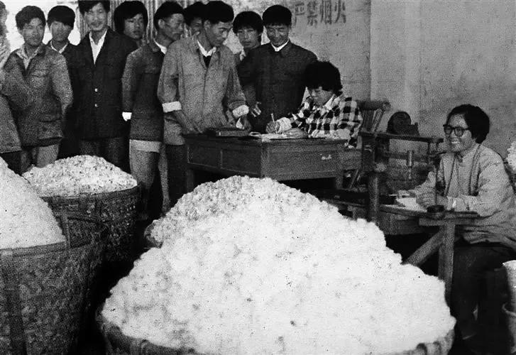 白亮亮的棉花，三原不种了（四）棉花收购