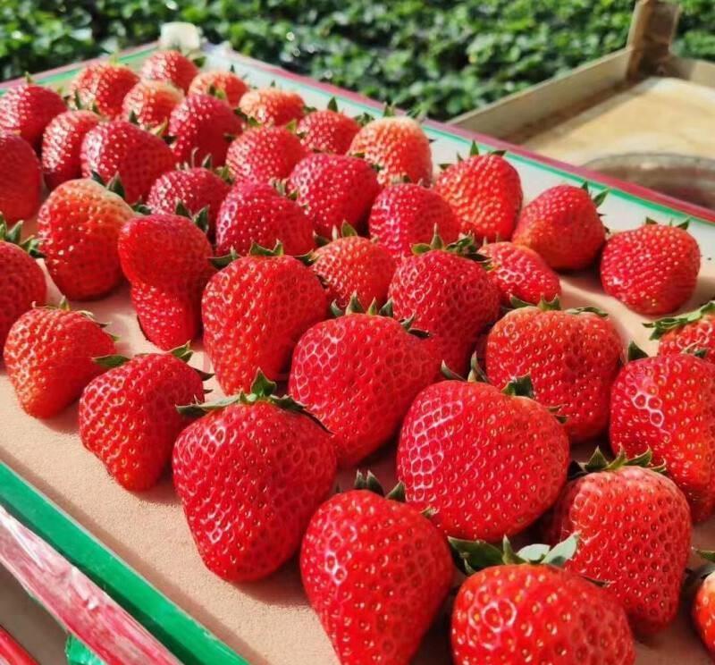 日本草莓对比丹东草莓,大凉山草莓和丹东草莓哪个好吃