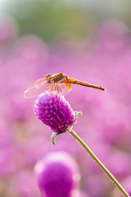 长篇励志小说《活在长冬也美丽》第十章做“鸡”