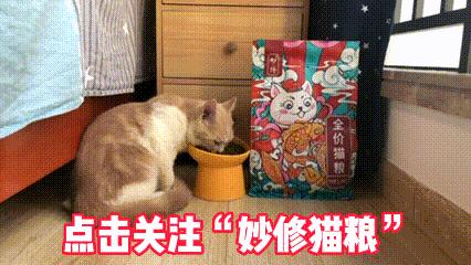 养蓝猫最忌主人什么行为,养蓝猫的7大禁忌
