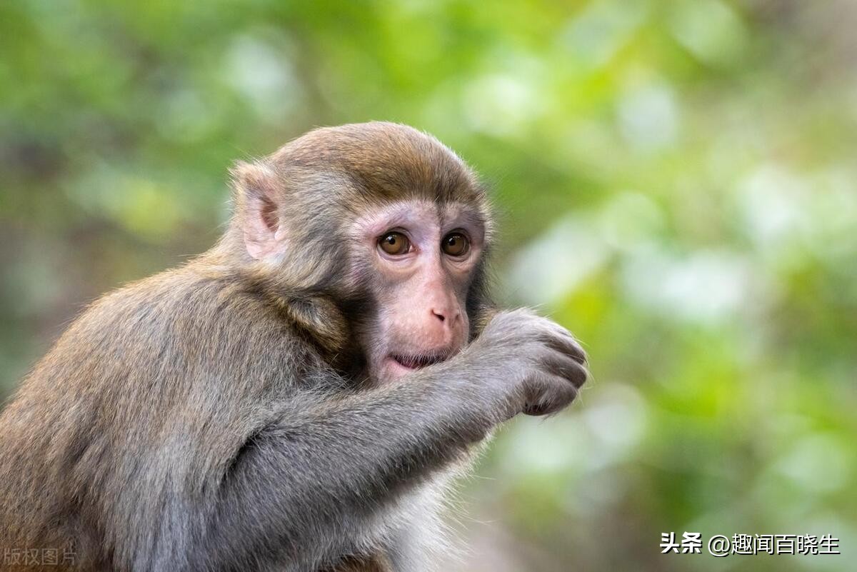 属猴的梦见老虎好不好周公解梦,属猴的梦见真猴子是什么意思呢