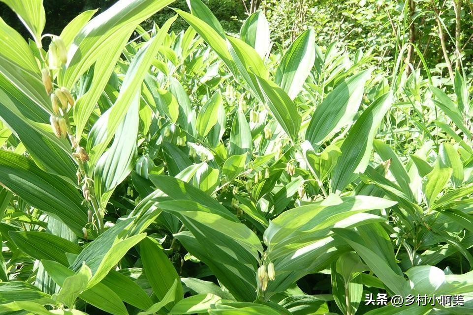 俗称小人参的植物煲汤,鸡头参有什么疗效