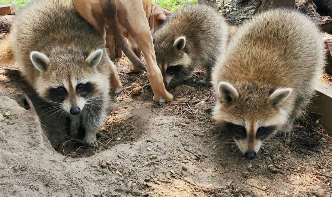鍔犳嬁澶у皬娴g唺骞煎唇,鍔犳嬁澶у杺鍏诲皬娴g唺