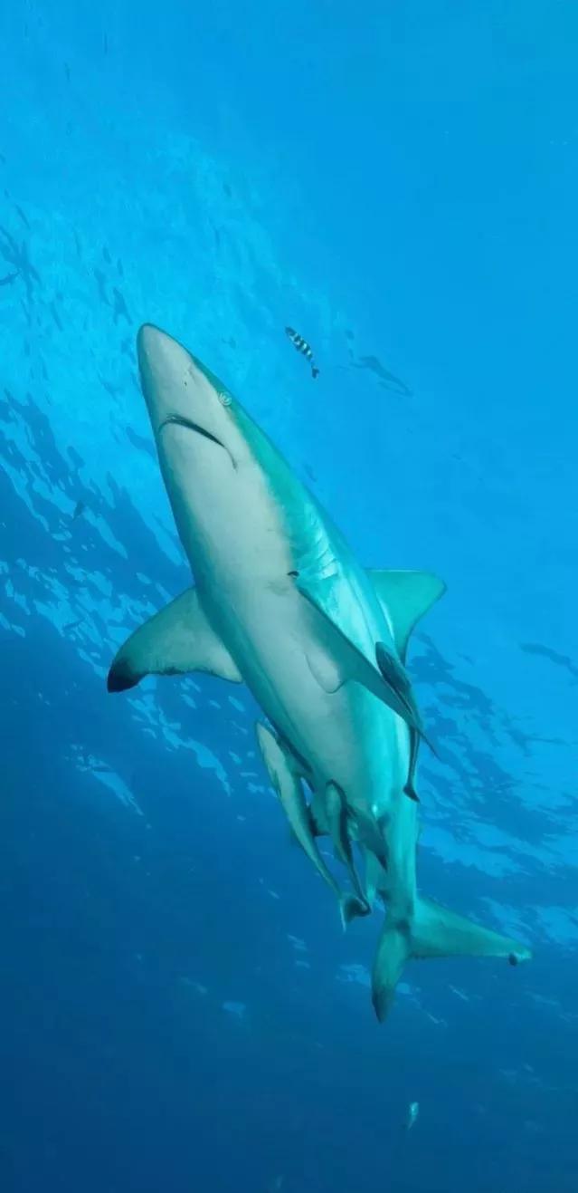 海底世界高清大图壁纸,手机动态海底世界鱼壁纸