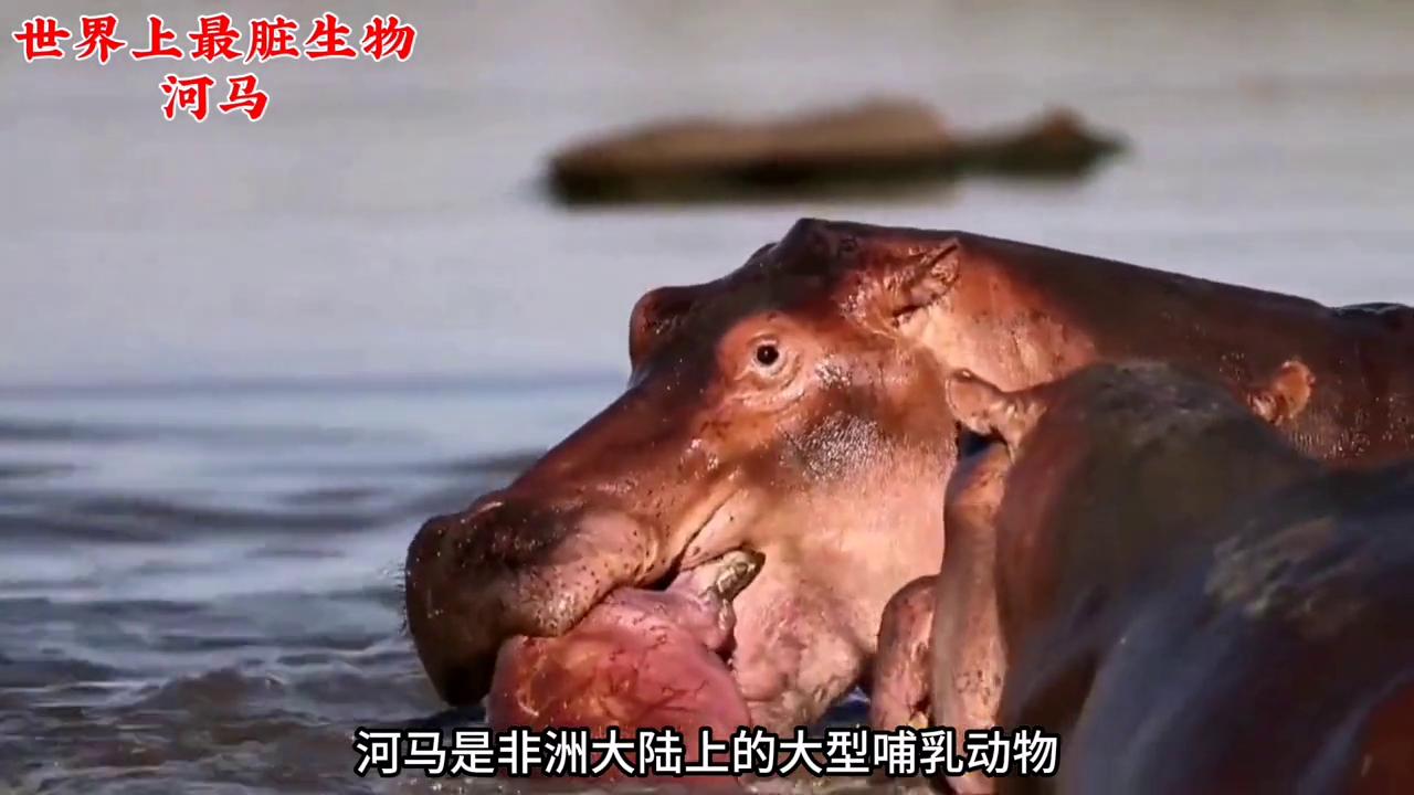 世界上最可爱动物河马,最懒动物河马