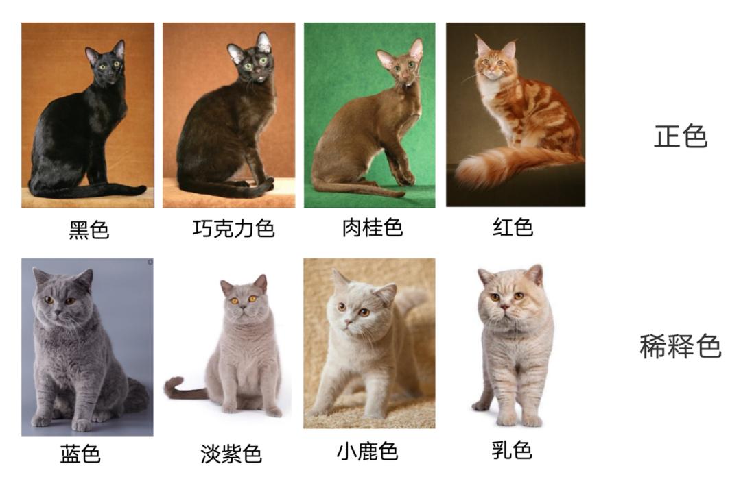 基因克隆最新突破,基因最新突破