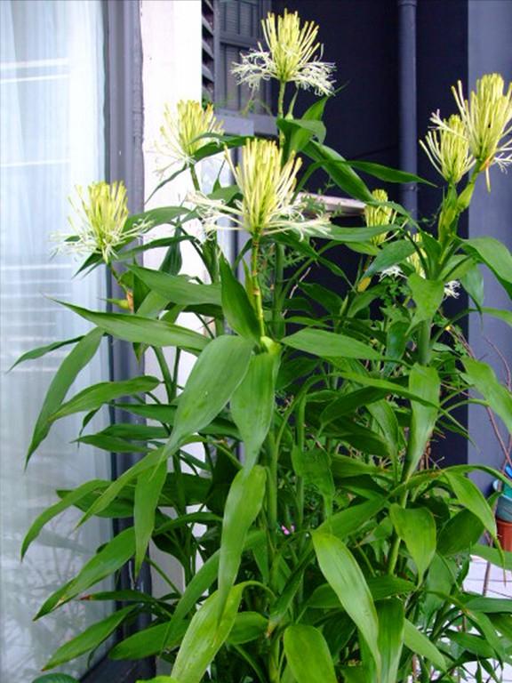 越养越吉利的三种花有哪些,家里养的吉利花有哪些