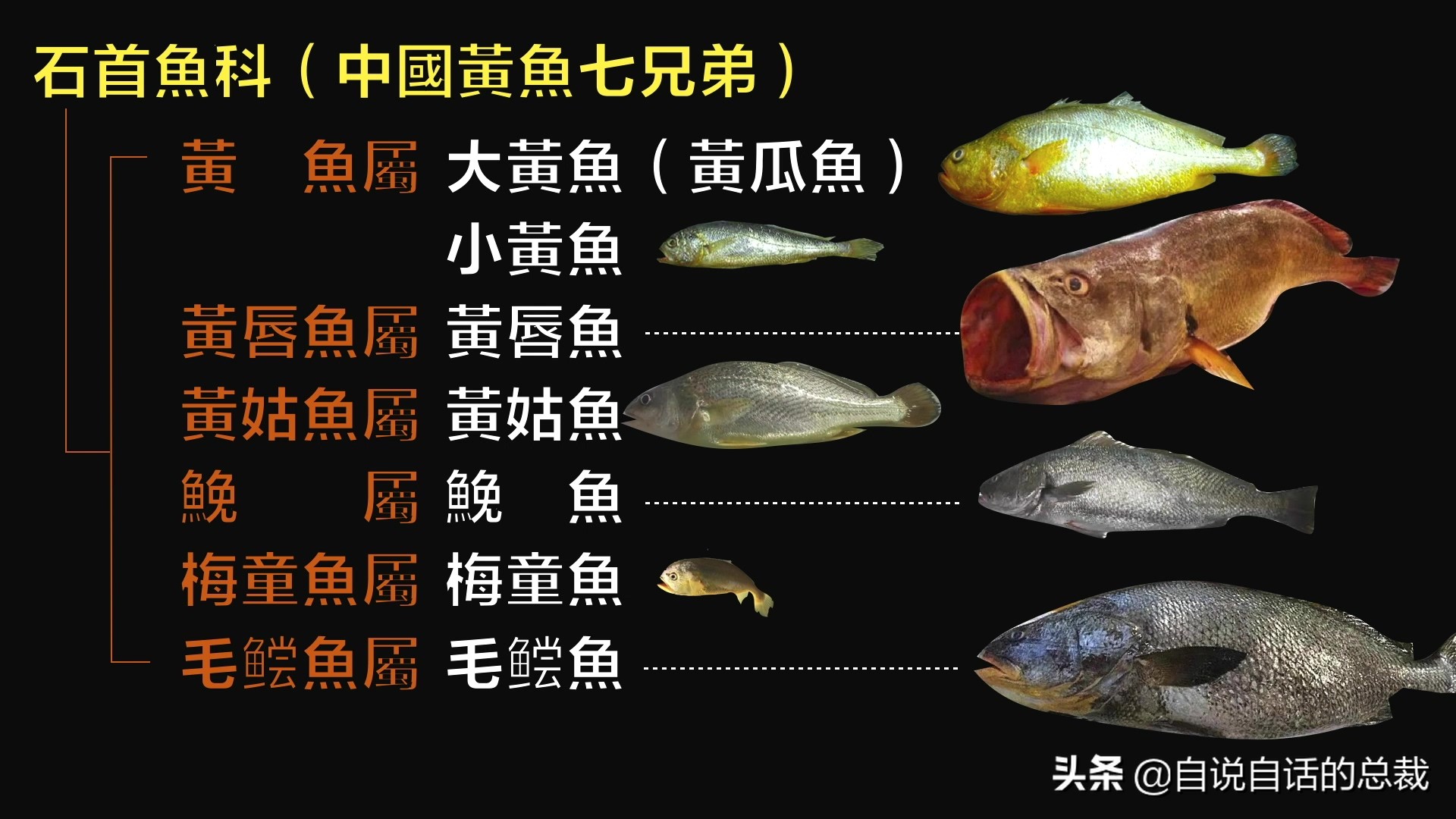 目前野生大黄鱼为什么这么贵,大黄鱼最贵价格多少钱一斤