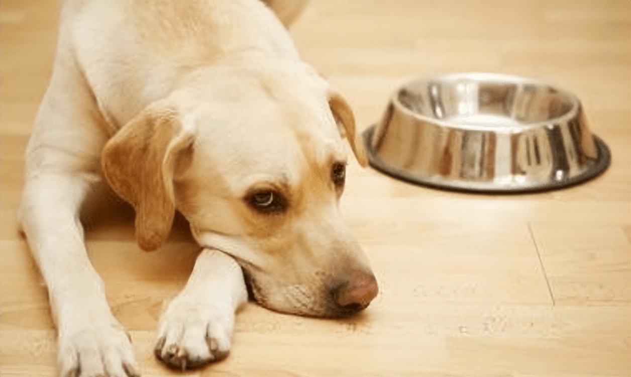 狗狗一直呕吐不吃东西怎么治疗,狗狗呕吐频繁并且不吃东西