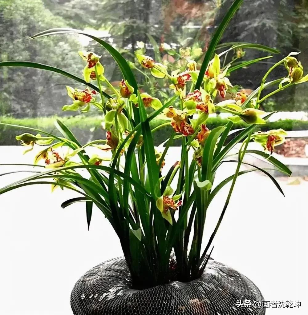 芝兰生于深谷不以无人而不芳出处,100幅历代名家兰花图值得一看再看