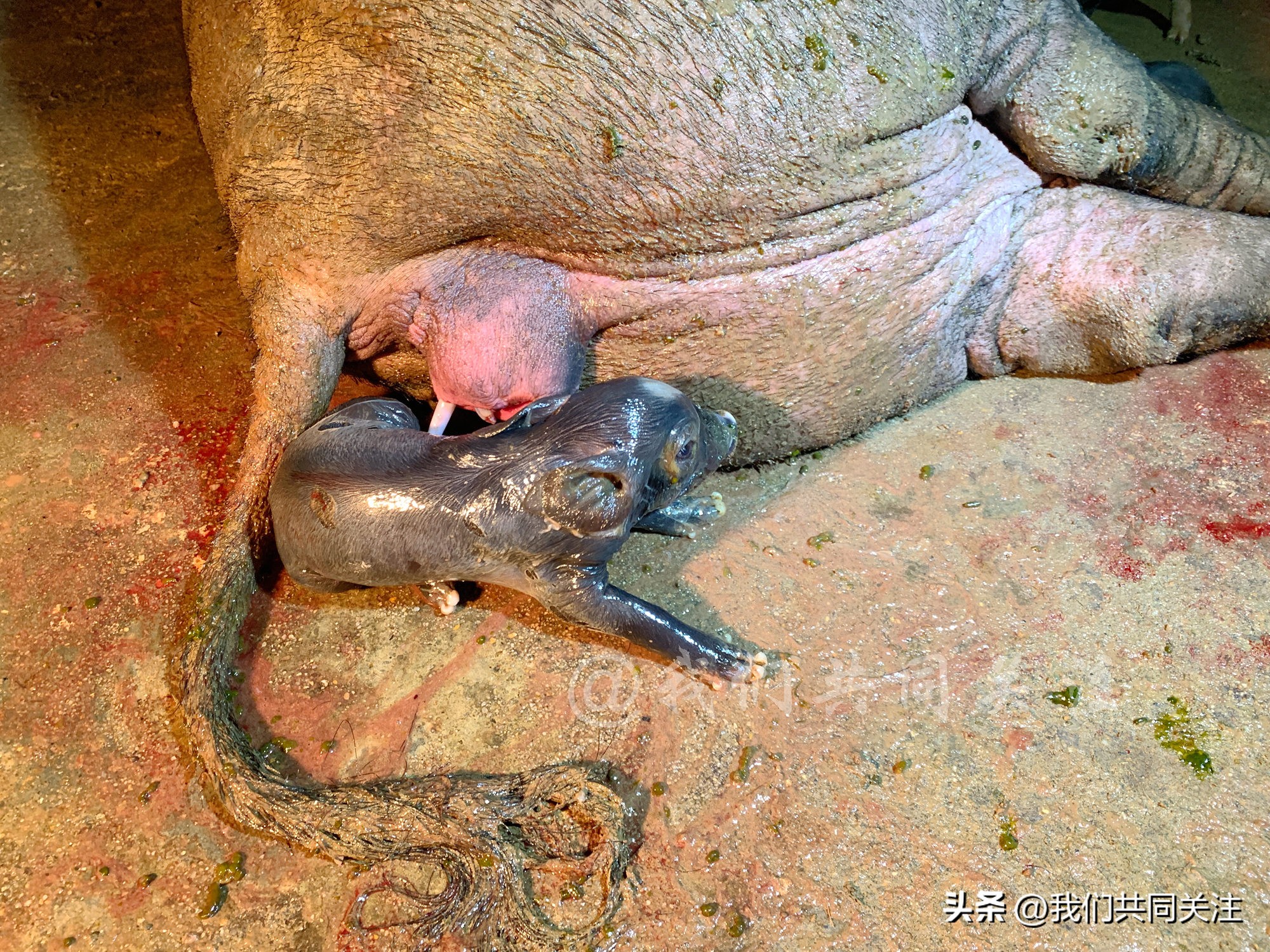 中华田园犬人工繁殖,中华田园犬遇到人类幼崽