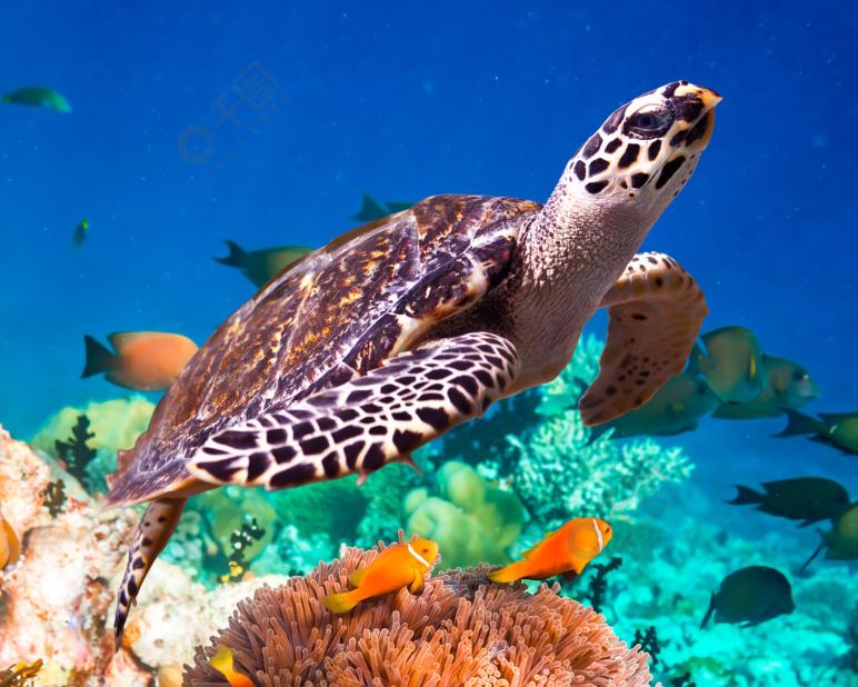 海龟适应陆地环境最根本的原因,海龟的颜色和生活习性还有天敌