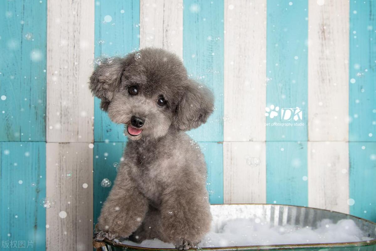 狗气管炎传染性强吗,狗传染性脑炎症状