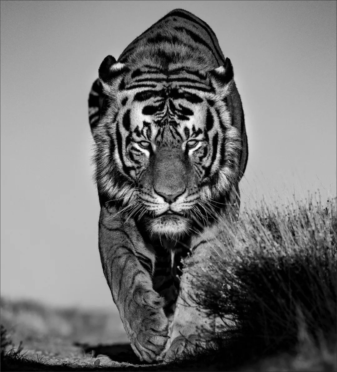 摄影界最著名的奖,摄影界的最高奖项叫什么