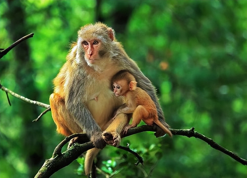 猴崽苦练猴爪功和铁砂掌，随母逃亡八年后竟然一掌成王|故事