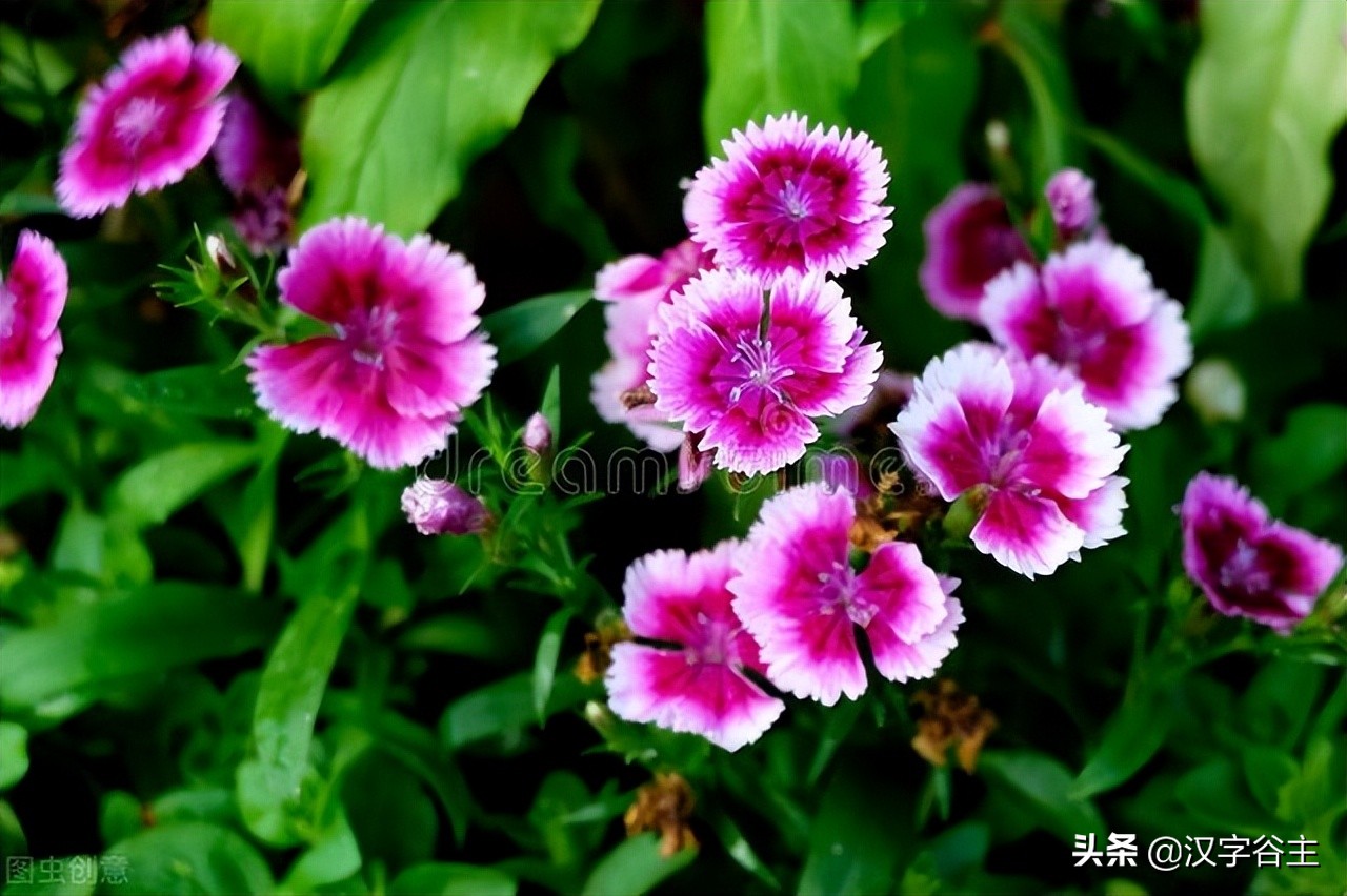 汉字植物：“花”开绽放之后的样子——“花”模样的汉字描述