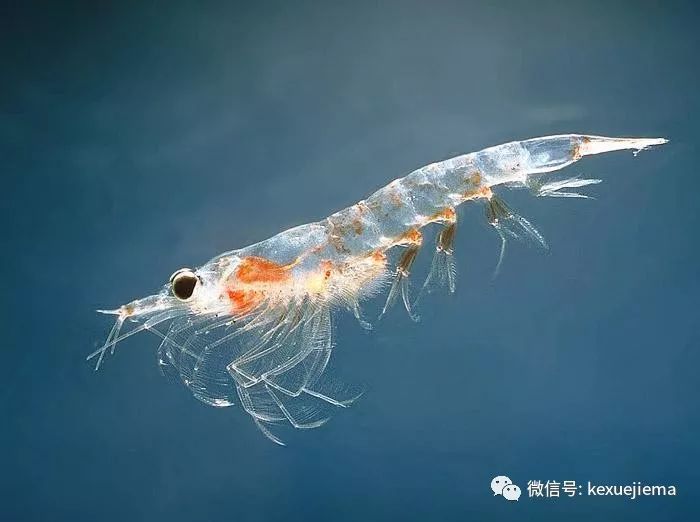 谢谢你小磷虾：你悄无声息地做了这么大的贡献