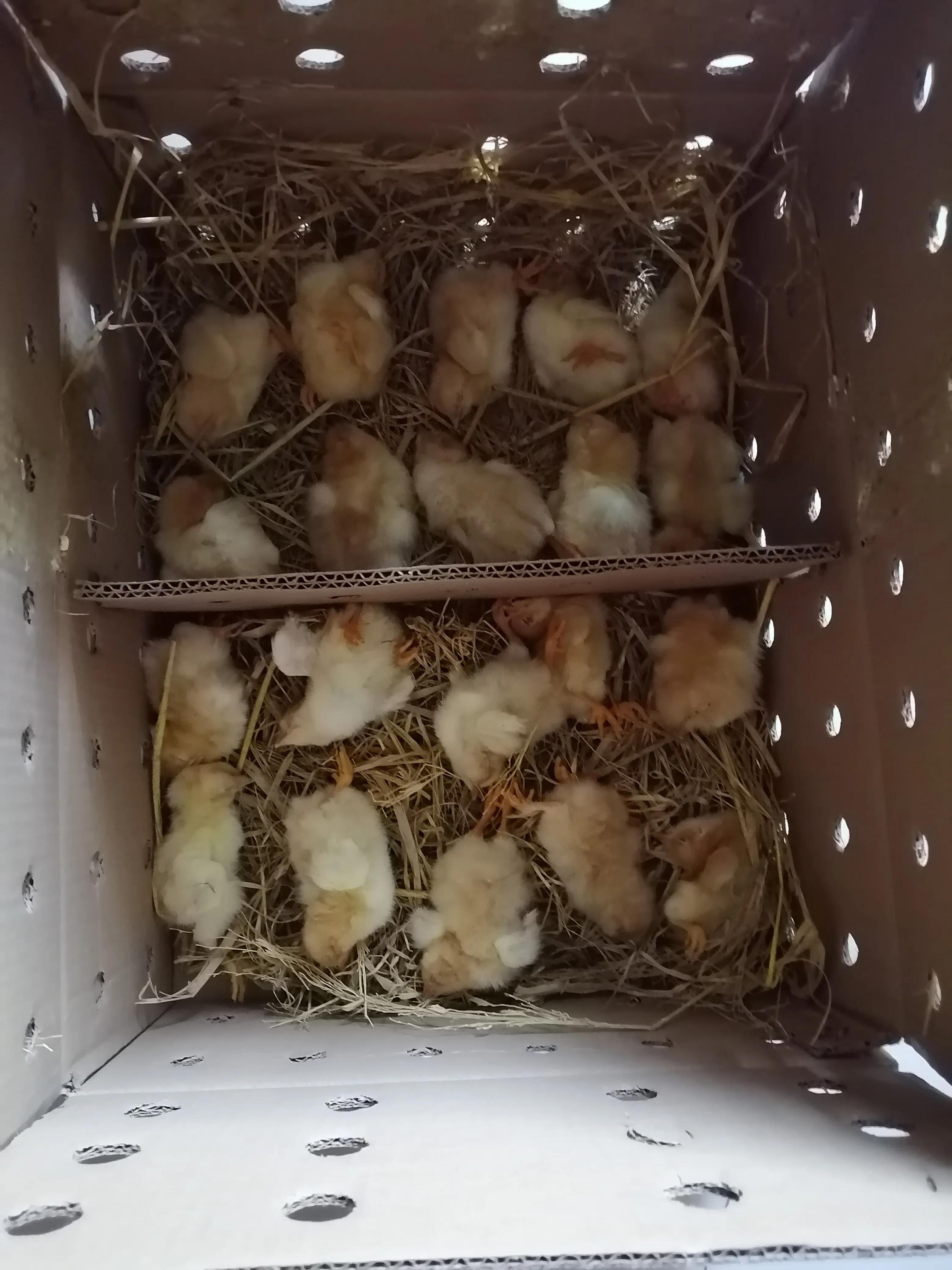 在网上买小鸡仔,买小鸡仔