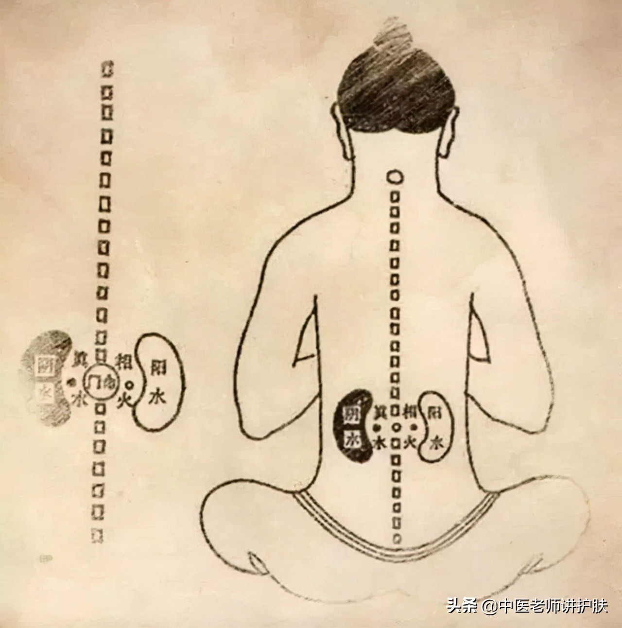 脂溢性脱发西医和中医的解释原理,中医白发和脱发是什么原因造成的