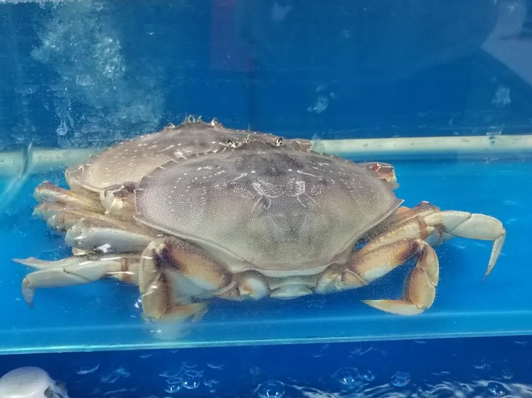 生猛海鲜市场,昌平北七家海鲜批发市场