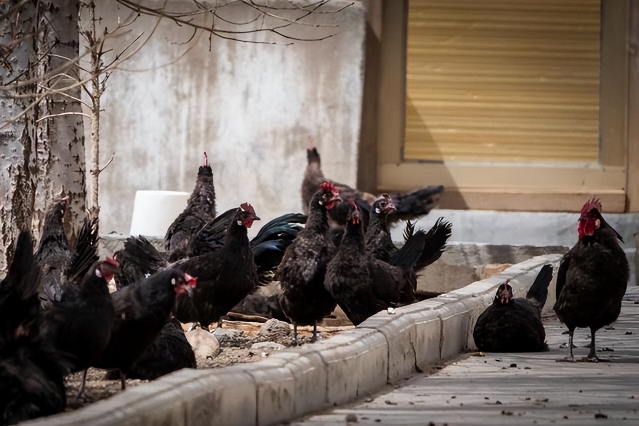 辛巴辛有志开创直播助农新路径，藏黑鸡助农走上致富路