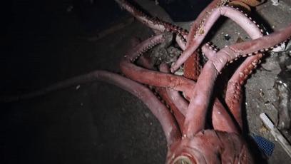 僵尸水族馆原片 (恐怖鲨鱼僵尸)