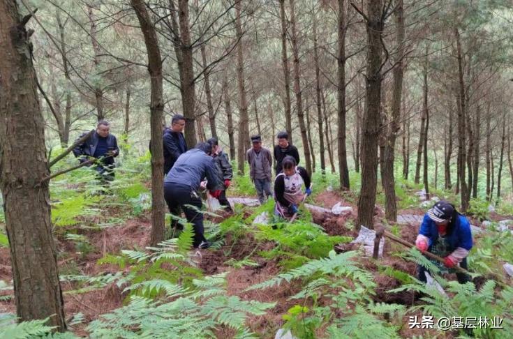 木材价格持续低迷的真正原因是什么，种树的农民如何应对？
