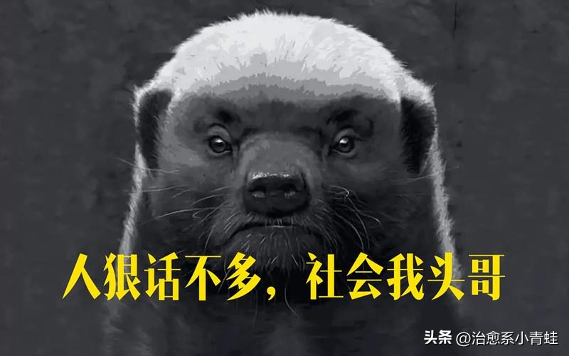 非洲最凶平头哥——蜜獾,生死看淡,不服就干