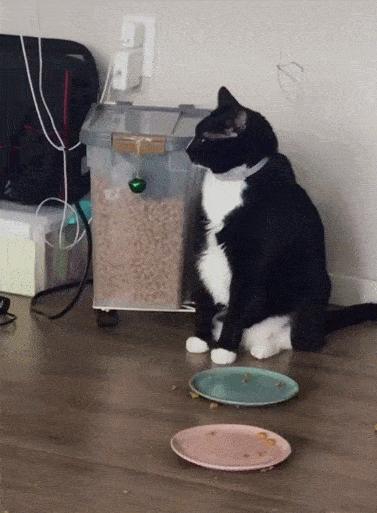 什么猫咪最好养而且又粘人省钱,什么类型的猫咪最听话好养