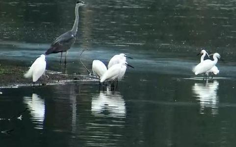 养殖大闸蟹成功案例,致富经养殖大闸蟹