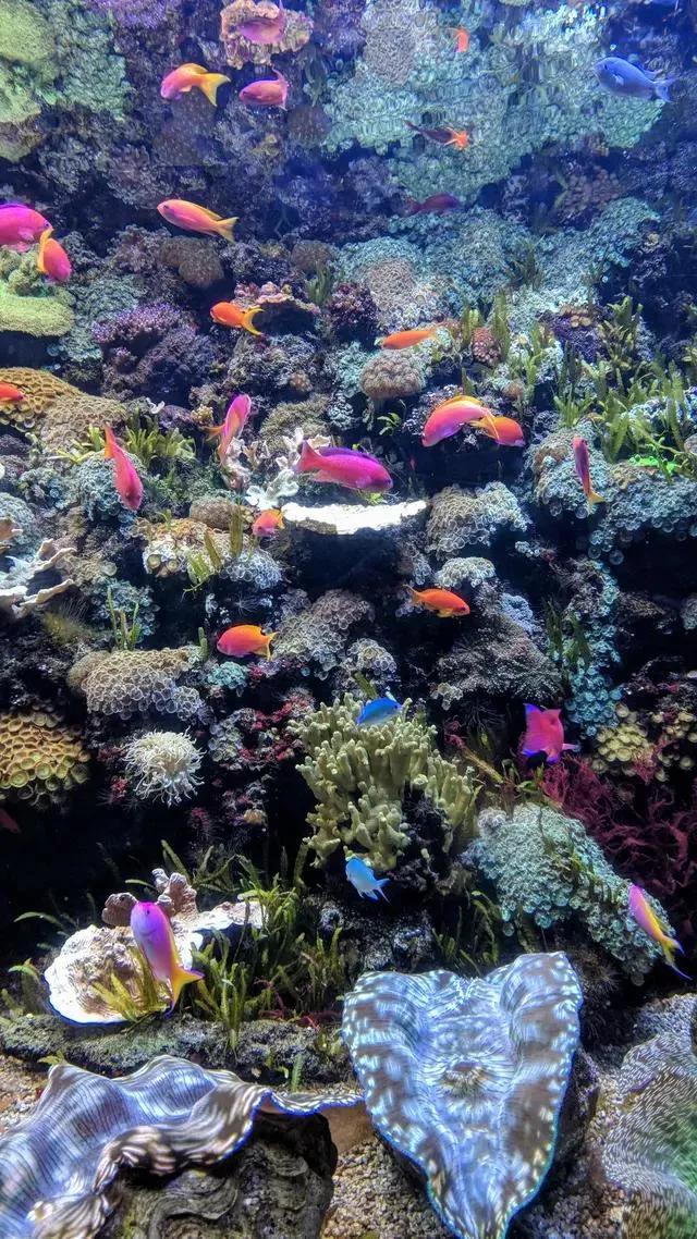 海底世界高清大图壁纸,手机动态海底世界鱼壁纸