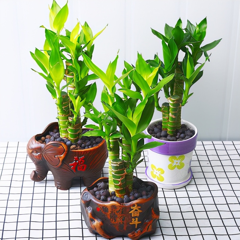 家里光照不足养的花,家里光照不足养什么植物