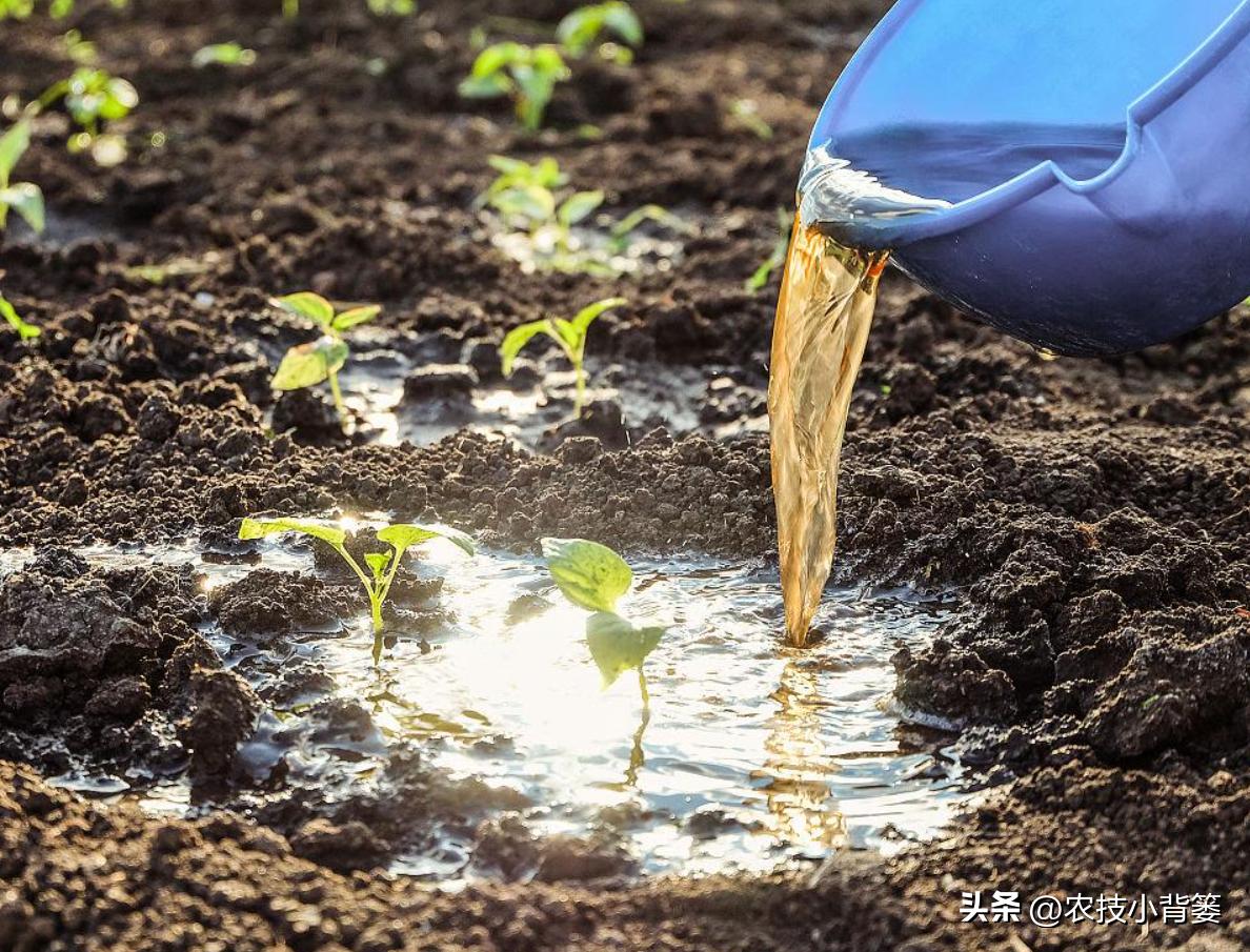 植物根损坏了还能生长吗,植物根伤了怎么治
