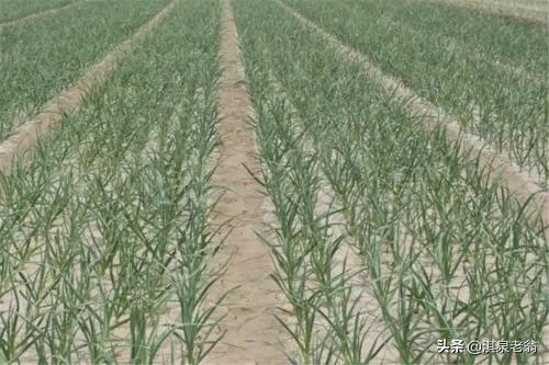 作物增产小技巧,农作物增产剂配方