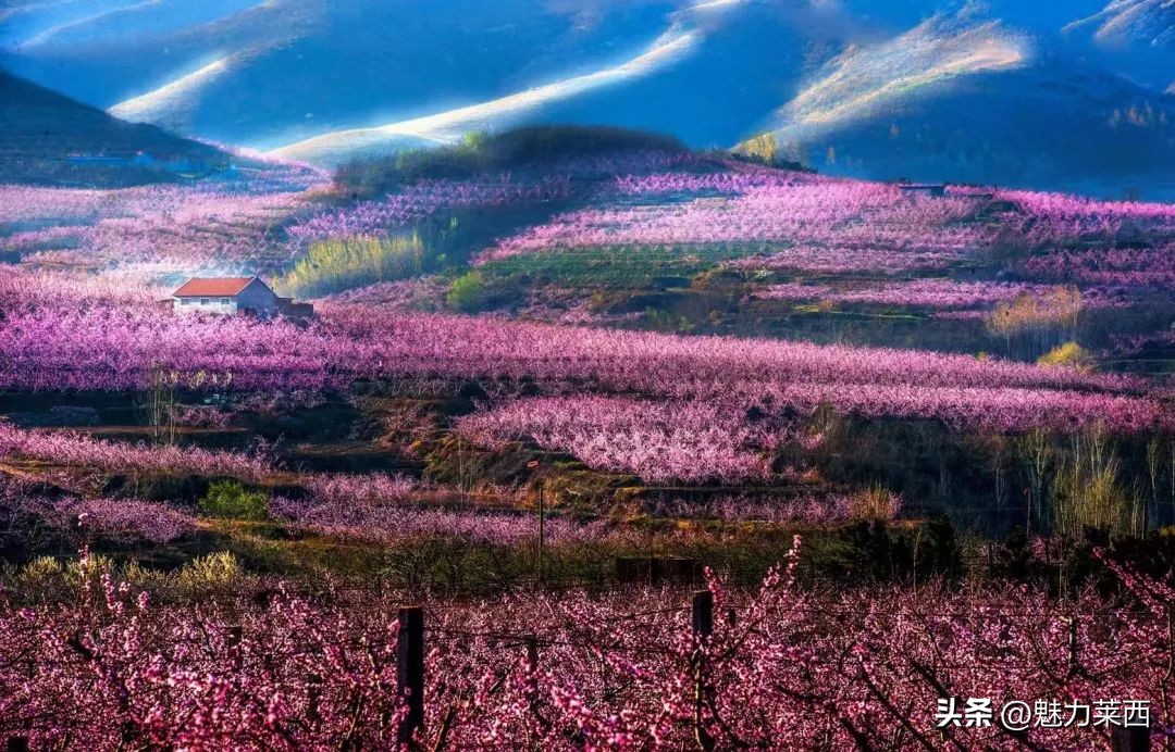 莱西怎么样了,中国的莱西经验