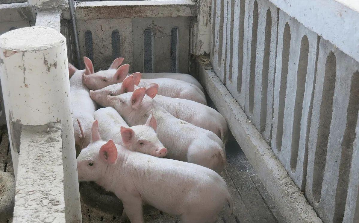 广西单身小伙赚到第一份工资,广西小伙养鱼赚百万