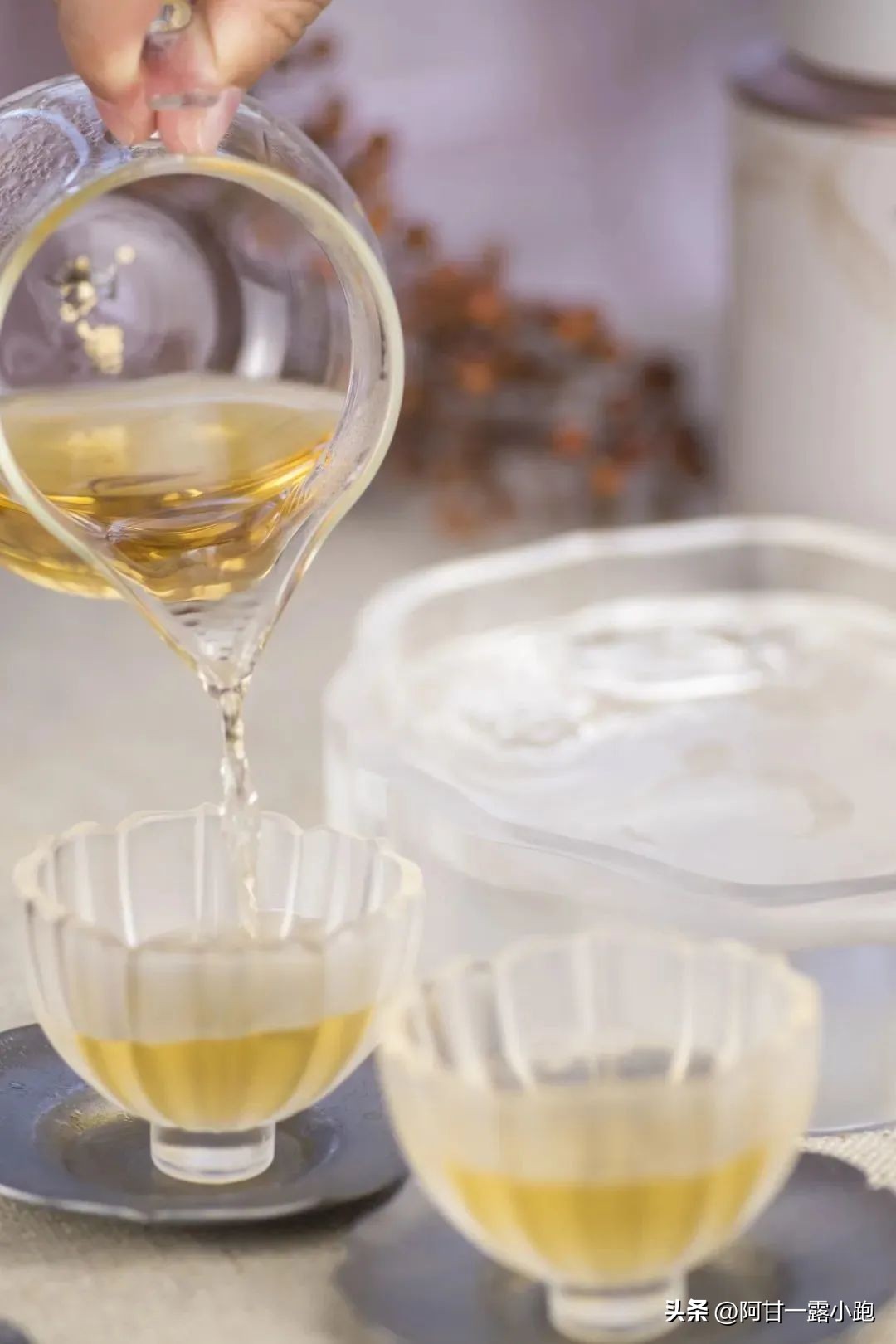 建阳小白茶现状,建瓯北苑贡茶的现状