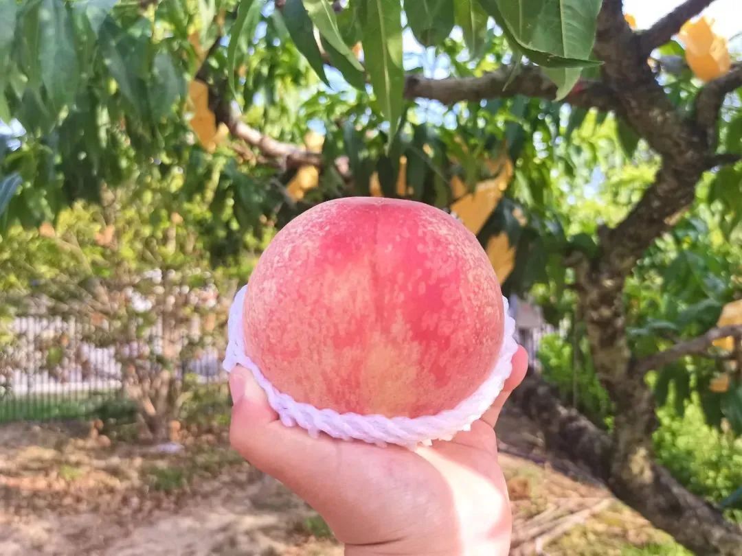 2022年无锡水蜜桃成长记