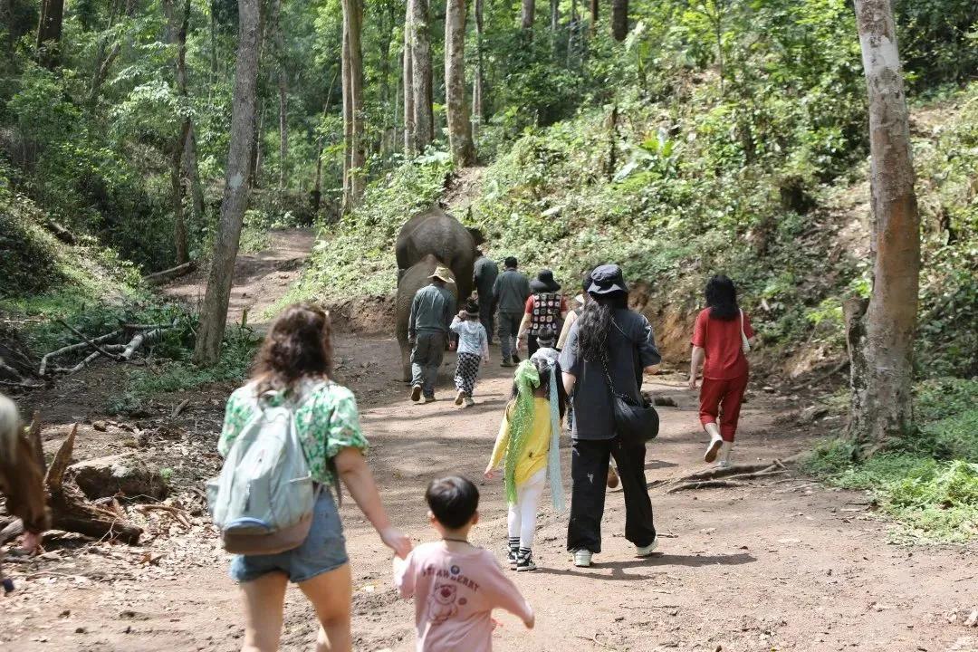 野象谷：给大象拴铁链子，好比人类遛狗的时候拴狗绳