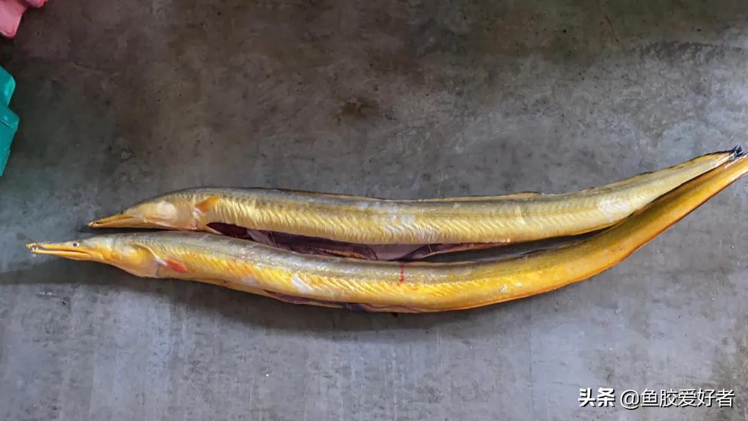鳗鱼胶有什么由来,鳗鱼胶怎样辨别野生和非野生的