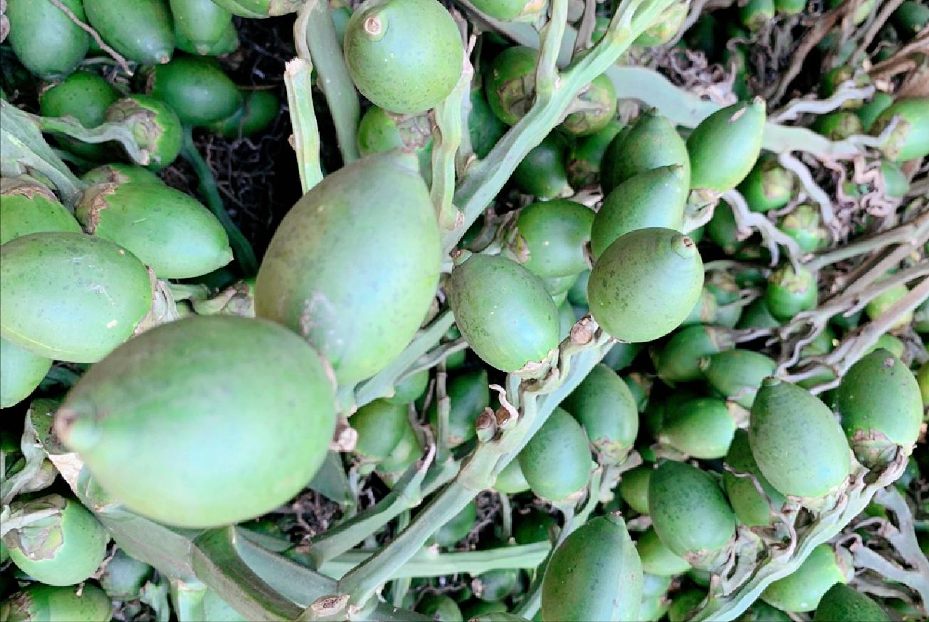 槟榔什么时候被定为一级致癌物,槟榔被定为一级致癌物禁售了吗