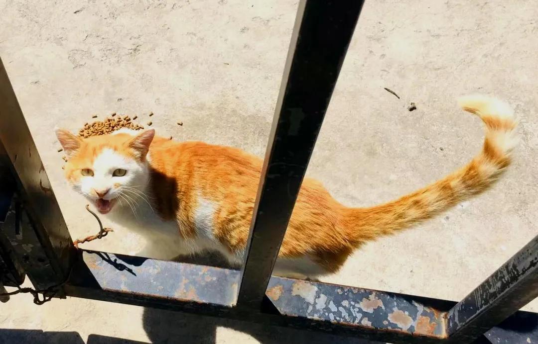 没有写完的黄猫胖太阳的故事