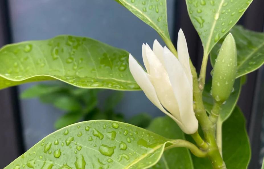 白兰花花期后的养护,白兰花5月份花开过后怎么养护