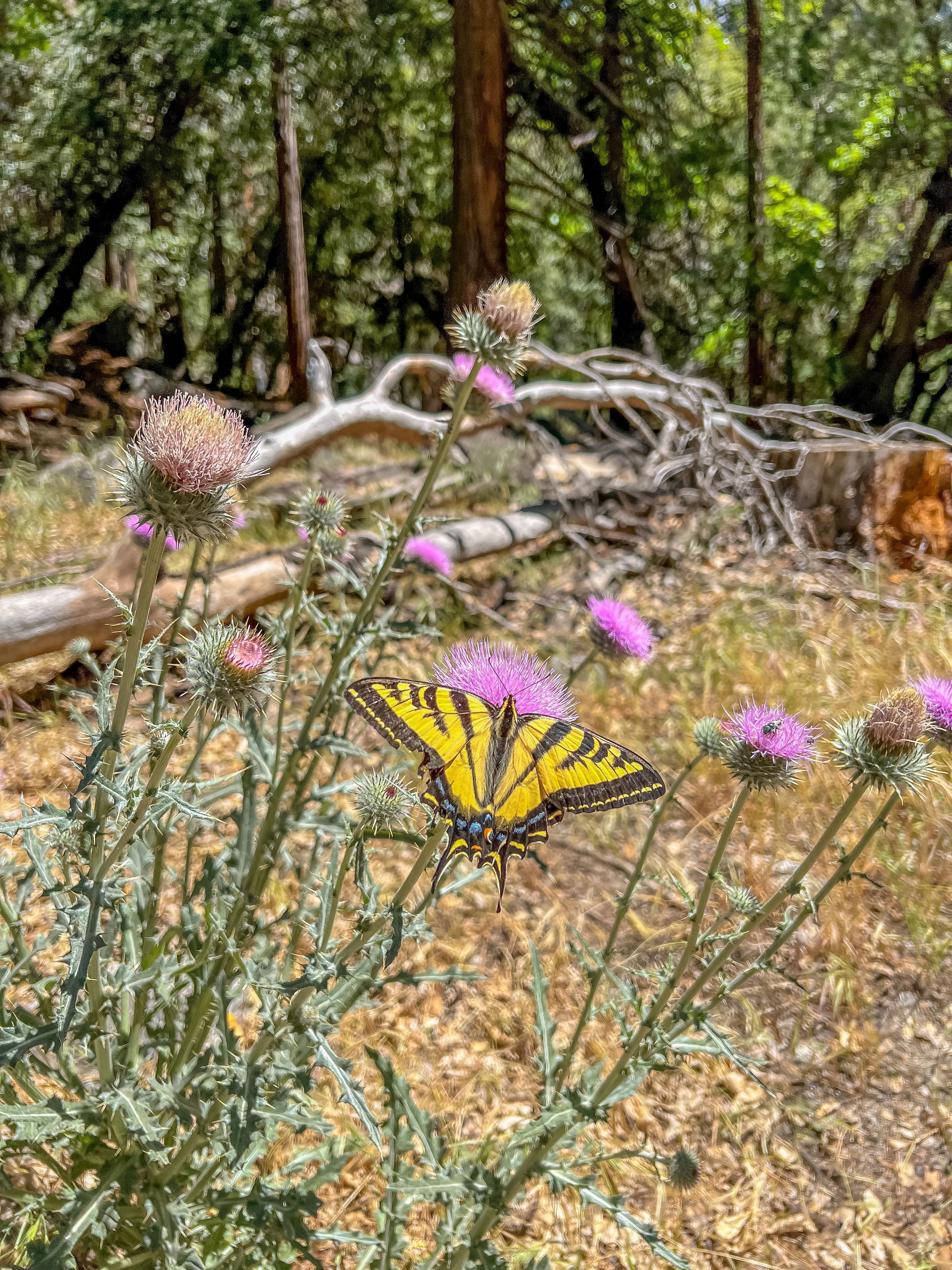 美国最美景点大全,美国优胜美地风景区攻略