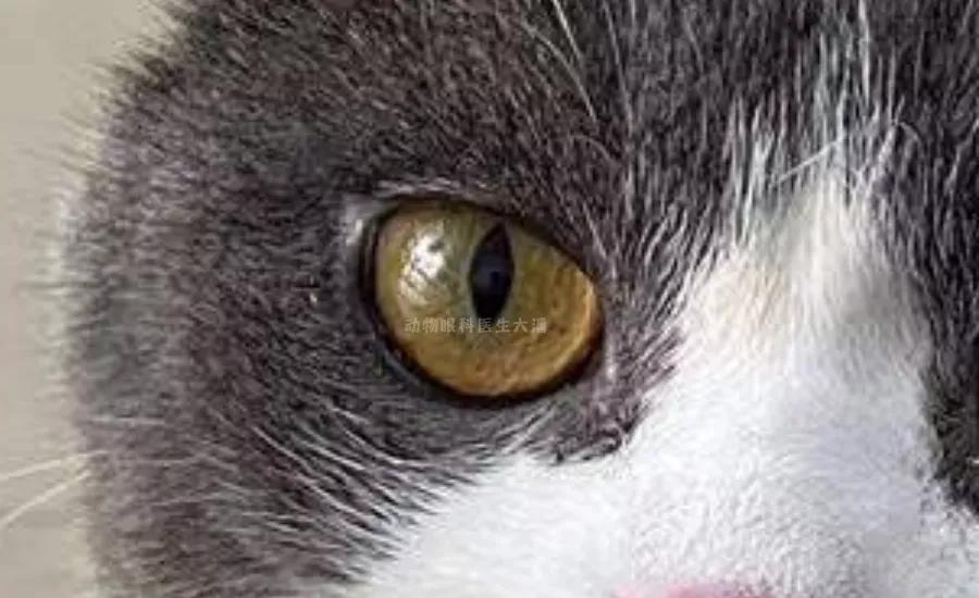 猫角膜溃疡怎么治疗,猫角膜溃疡用什么药