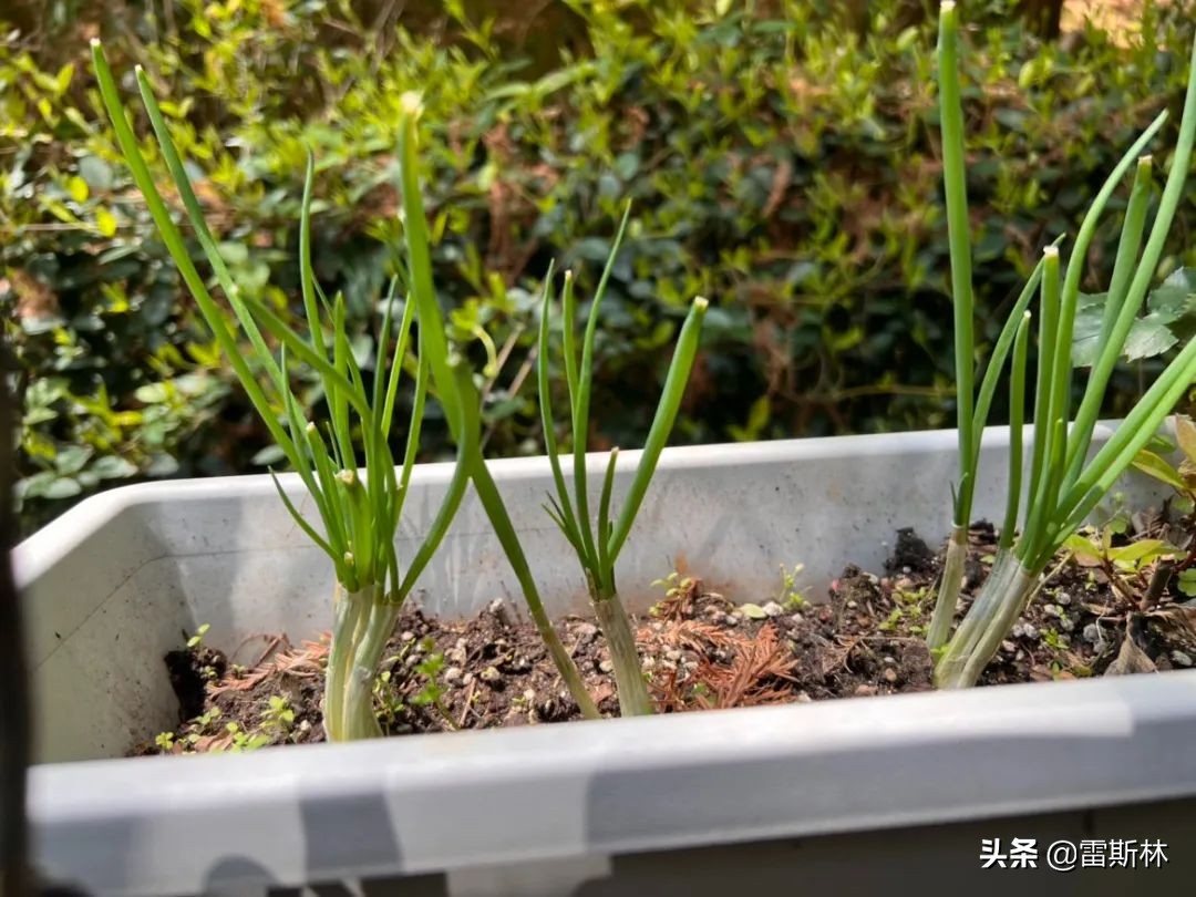 上海团长：2500万人错过的春天，我们团不来