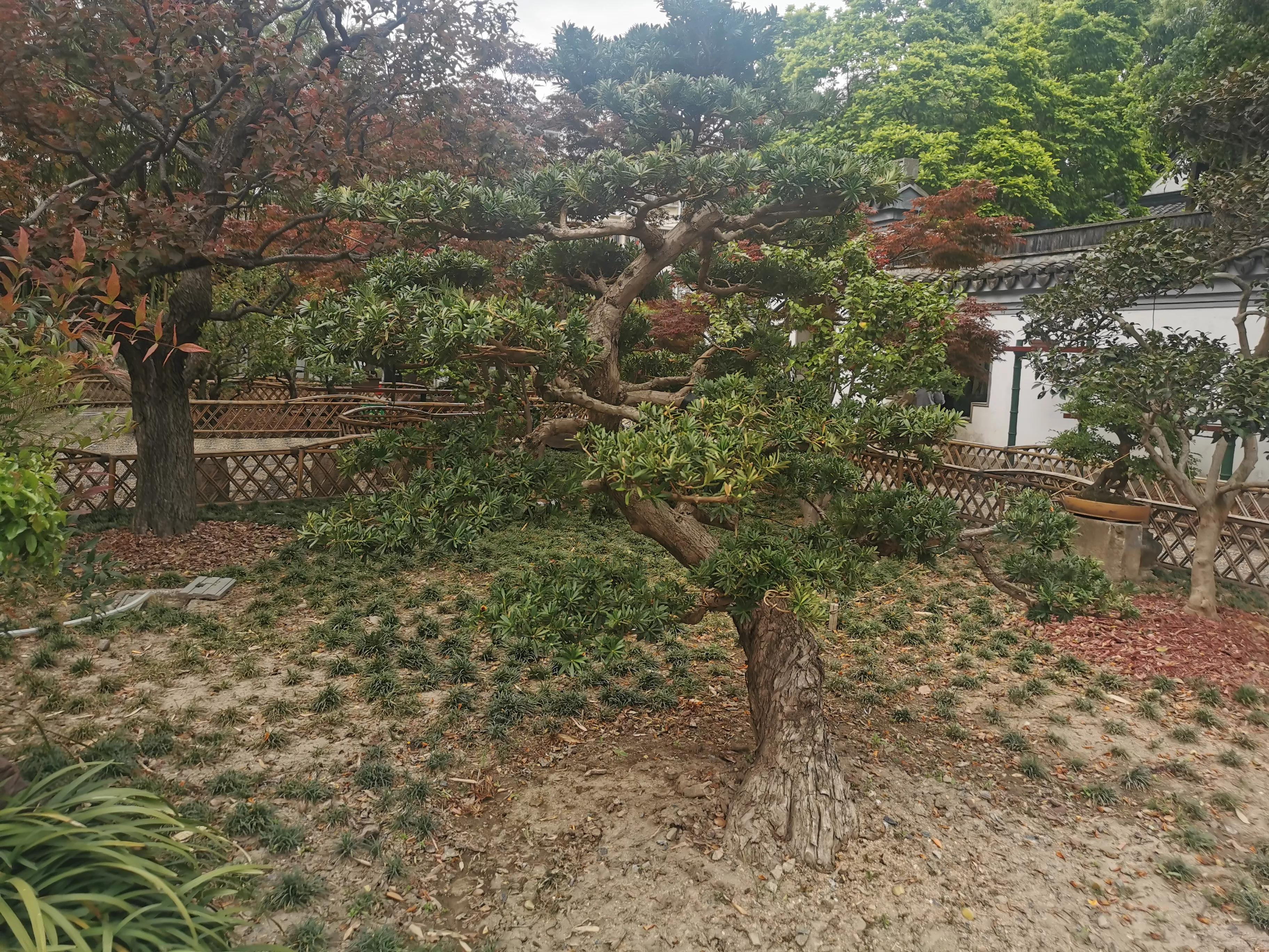 古猗园是上海五大园林之首,上海景区古猗园有哪些景点