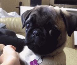 巴哥犬为什么不建议养在家里,养巴哥犬的真实缺点