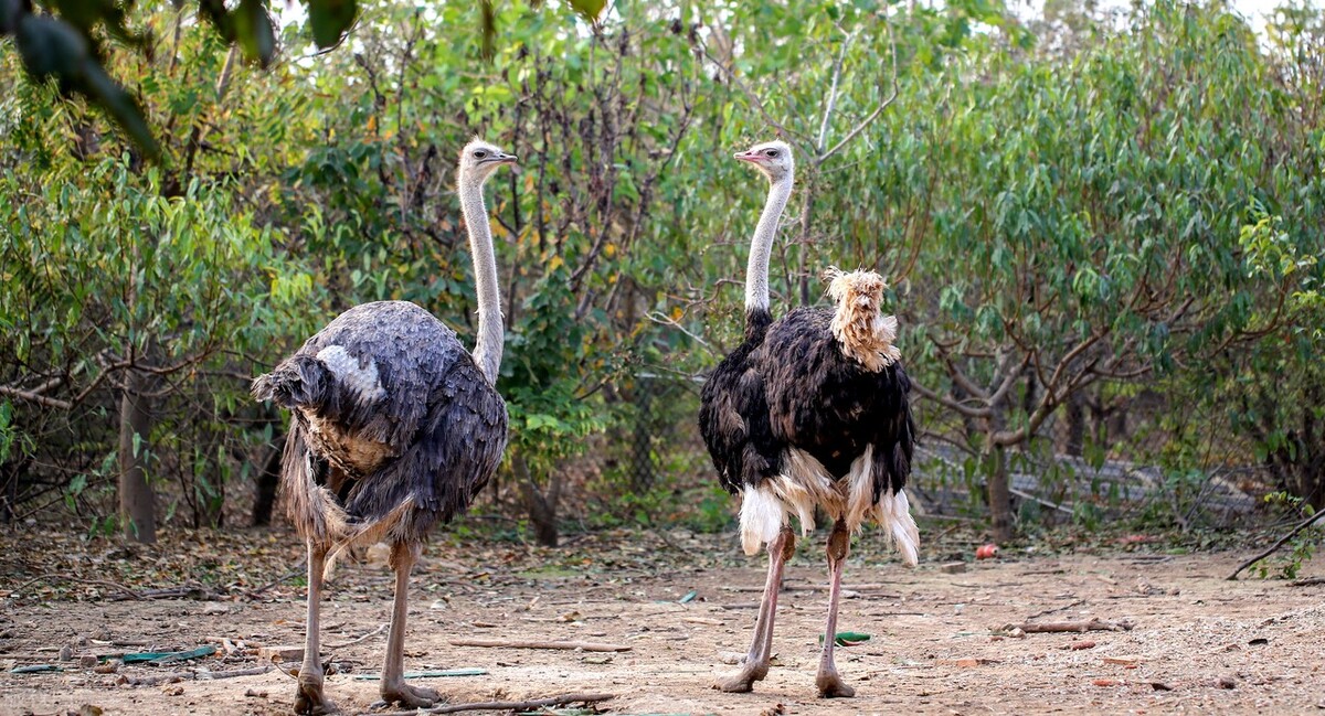 十个看似不真实但却真实存在的动物事实